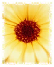flower-fuzz-1-.jpg flower-fuzz-1-.jpg